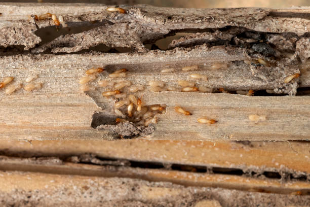 Best Best Pest Control Companies  in Cortland, OH